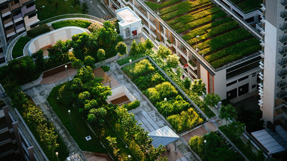 Green roofs in city.